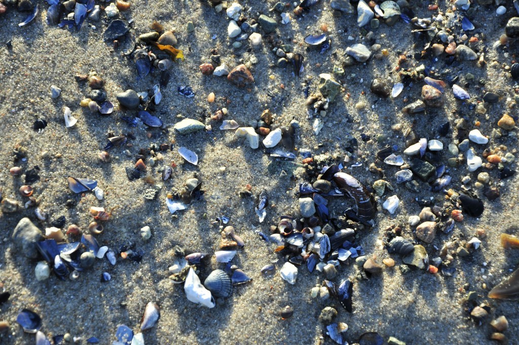 Muscheln am Südstrand, Brug