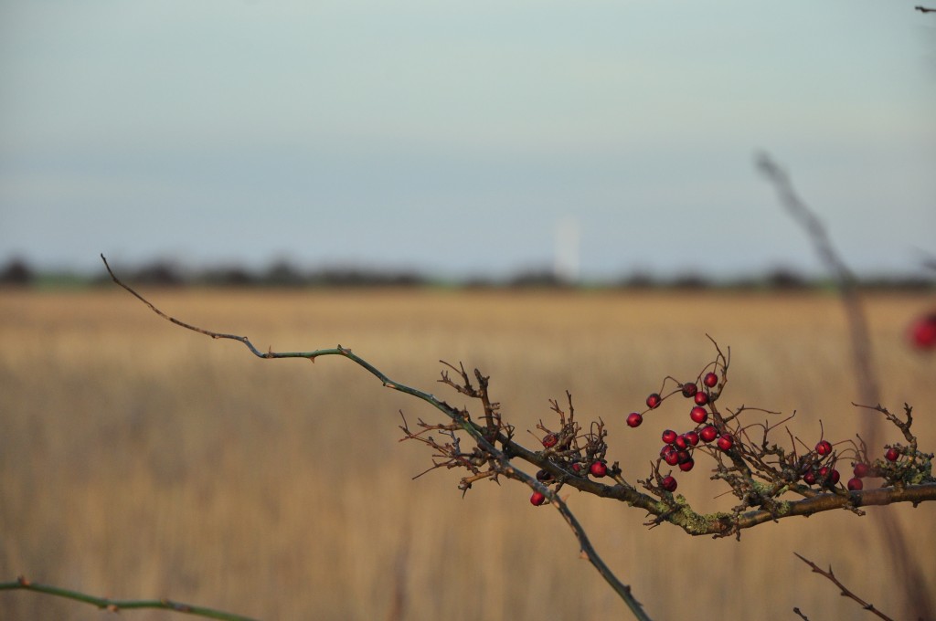 Dünen und Strandspaziergänge, Fehmarn